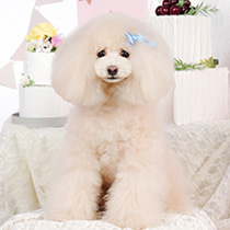 DOGSALON KYABETSU CUTSTYLE